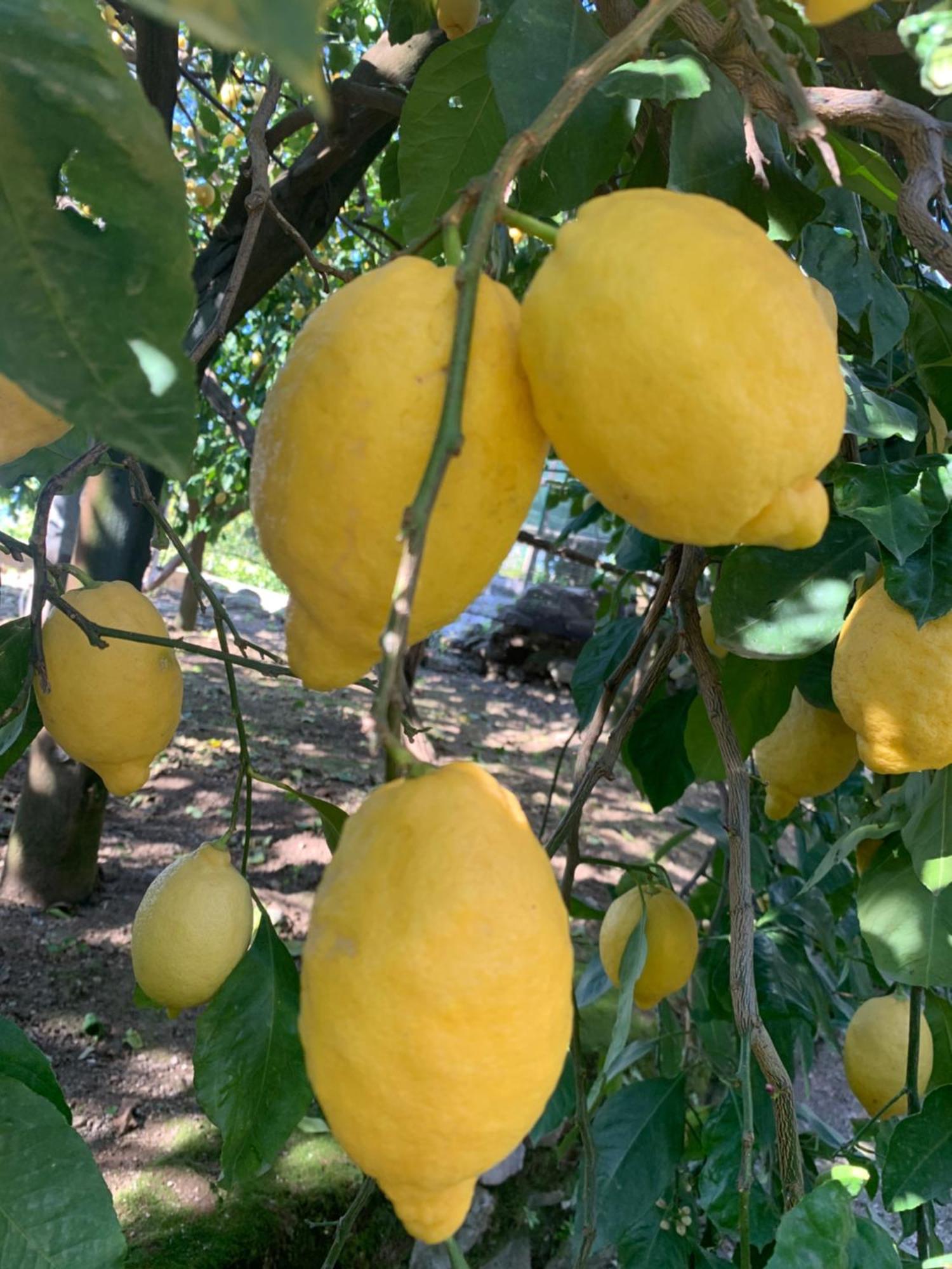 Sorrento Studios Lemons Hill Kültér fotó