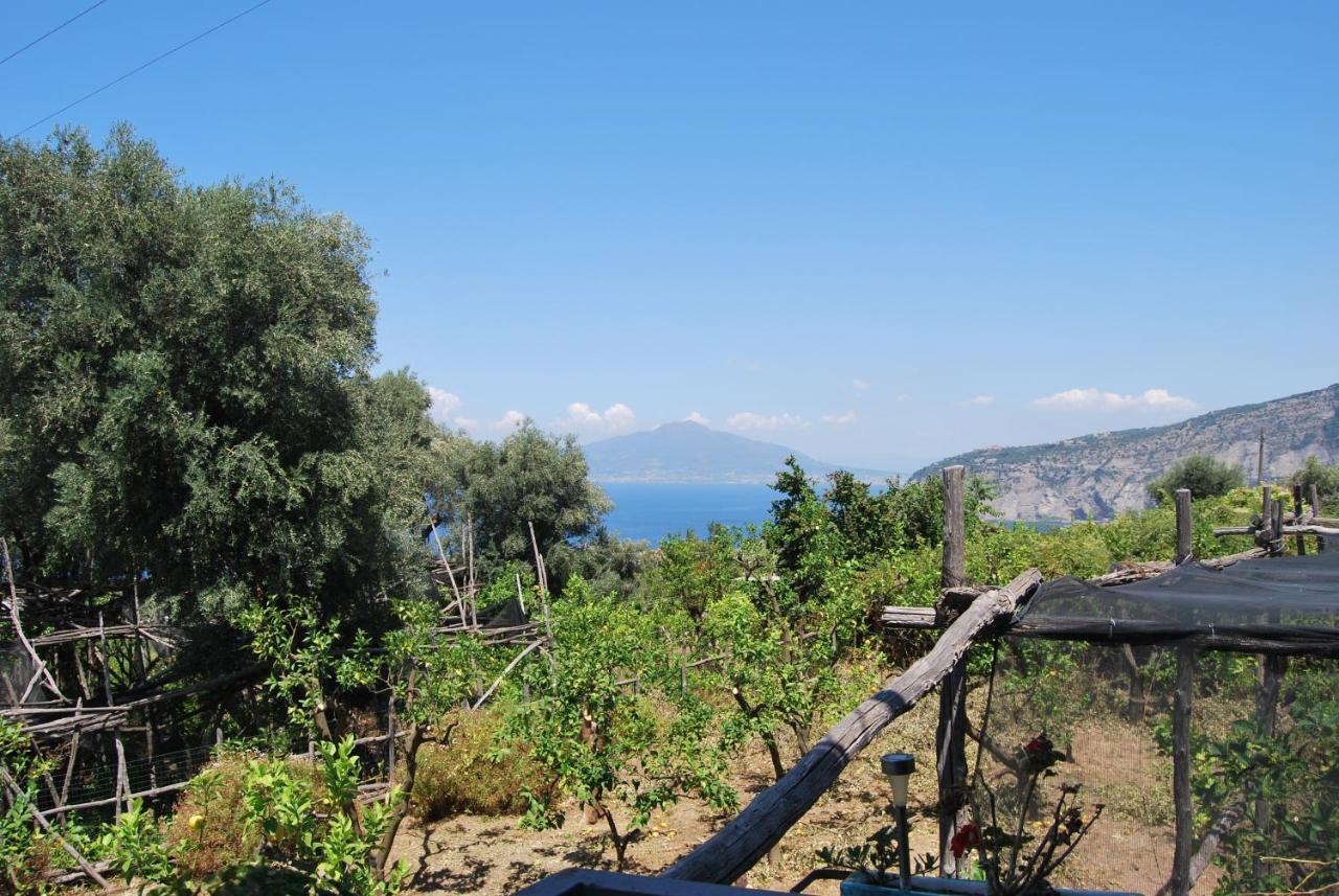 Sorrento Studios Lemons Hill Kültér fotó